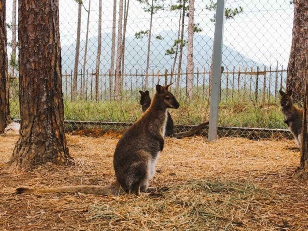 Công viên Zoodoo Đà Lạt – Nguồn: ZooDoo Đà Lạt