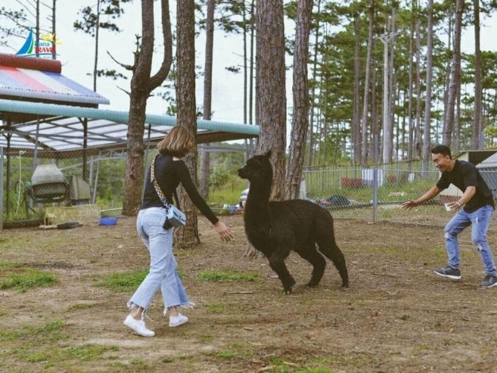 Đuổi bắt cùng “bé yêu Alphaca” – Nguồn: ZooDoo Đà Lạt