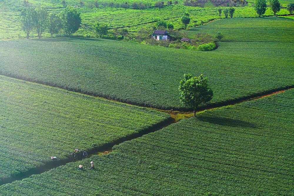 Đồi trà tại Đại Bình – Nguồn: Vietrek