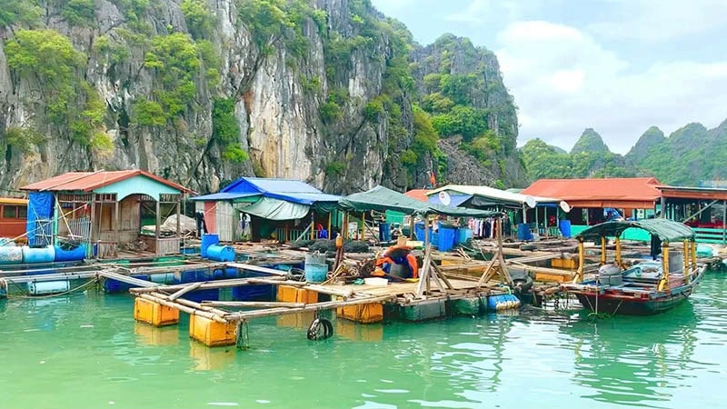 Tham quan chợ nổi Vịnh Lan Hạ – Nguồn: Bekatravel