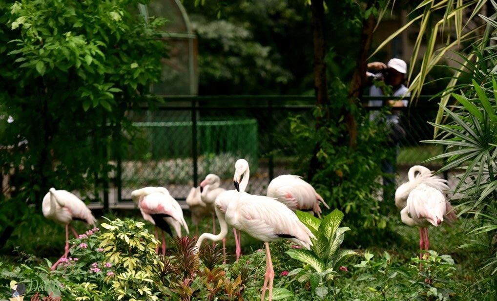 Hồng hạc tại Sở thú – Nguồn: SaiGon Zoo