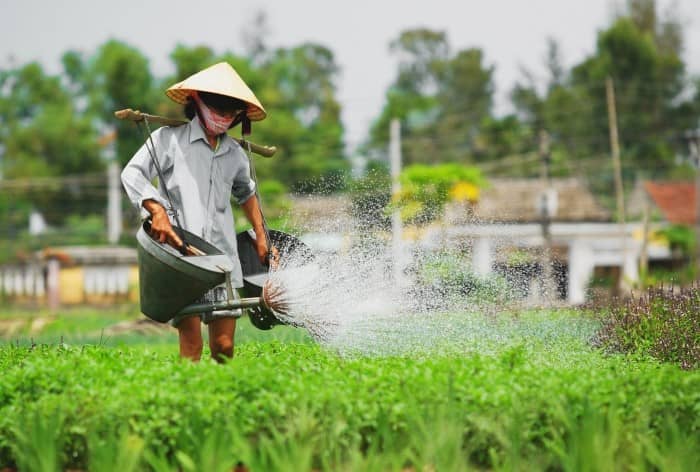 Những luống rau được chăm sóc rất kỹ lượng vì thế chất lượng khỏi phải bàn! – Nguồn: Internet