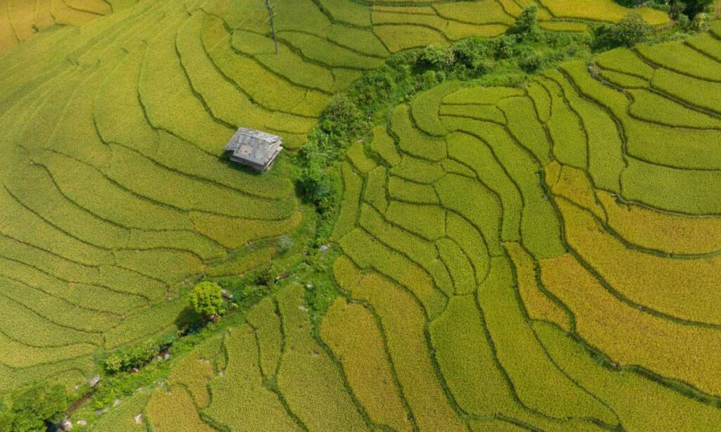 Những thửa ruộng bậc thang đua nhau nhuộm vàng cả một góc trời